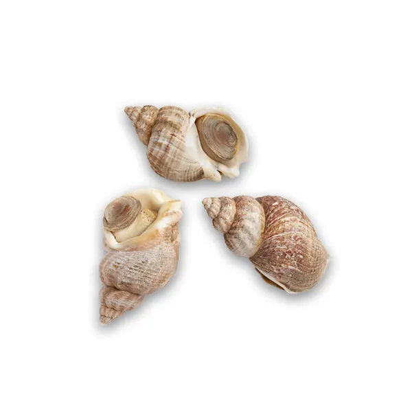 Fresh Whelk (Bulots Vivants) 1