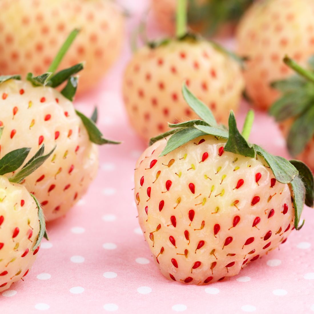 Beekers Berries Pineberries ( White Strawberries ) thumbnail 2