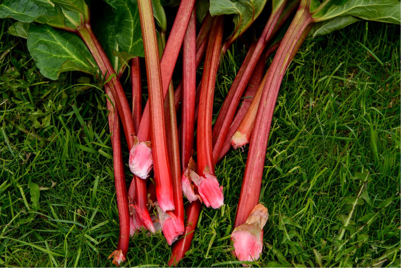 Organically-farmed Rhubarb means production without the use of chemical pesticides and working with what Mother Nature provides.