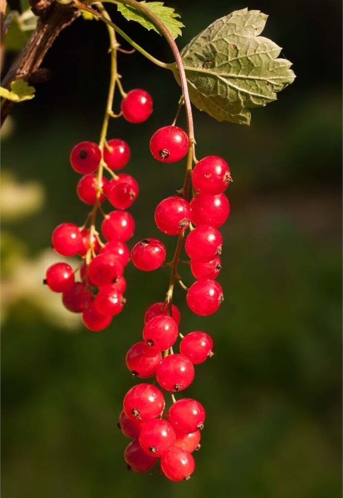 Red Currants (Chile) 1