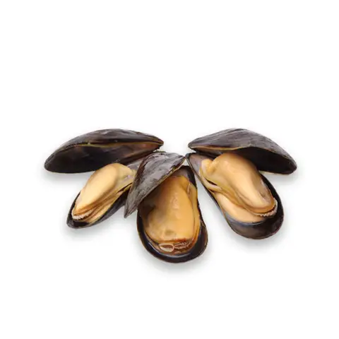 Fresh Mussels from Holland