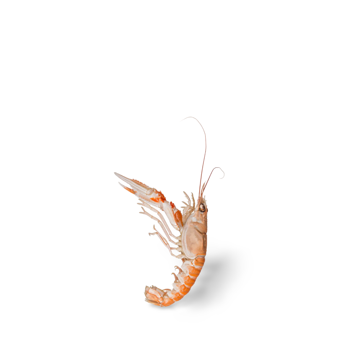 Cooked Frozen Scampi (Langoustine) 1