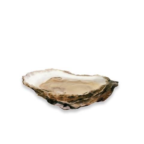 Live Katama Bay Oysters