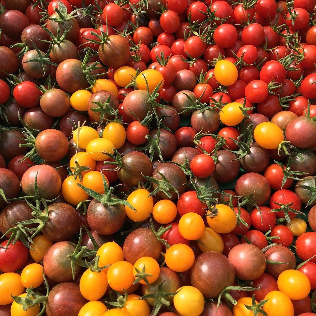 Mix of Heirloom Cherry Tomatoes 1