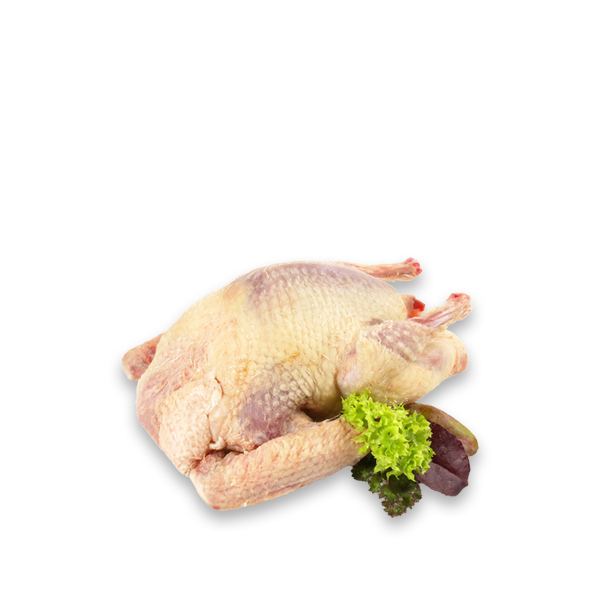 Pigeon 1