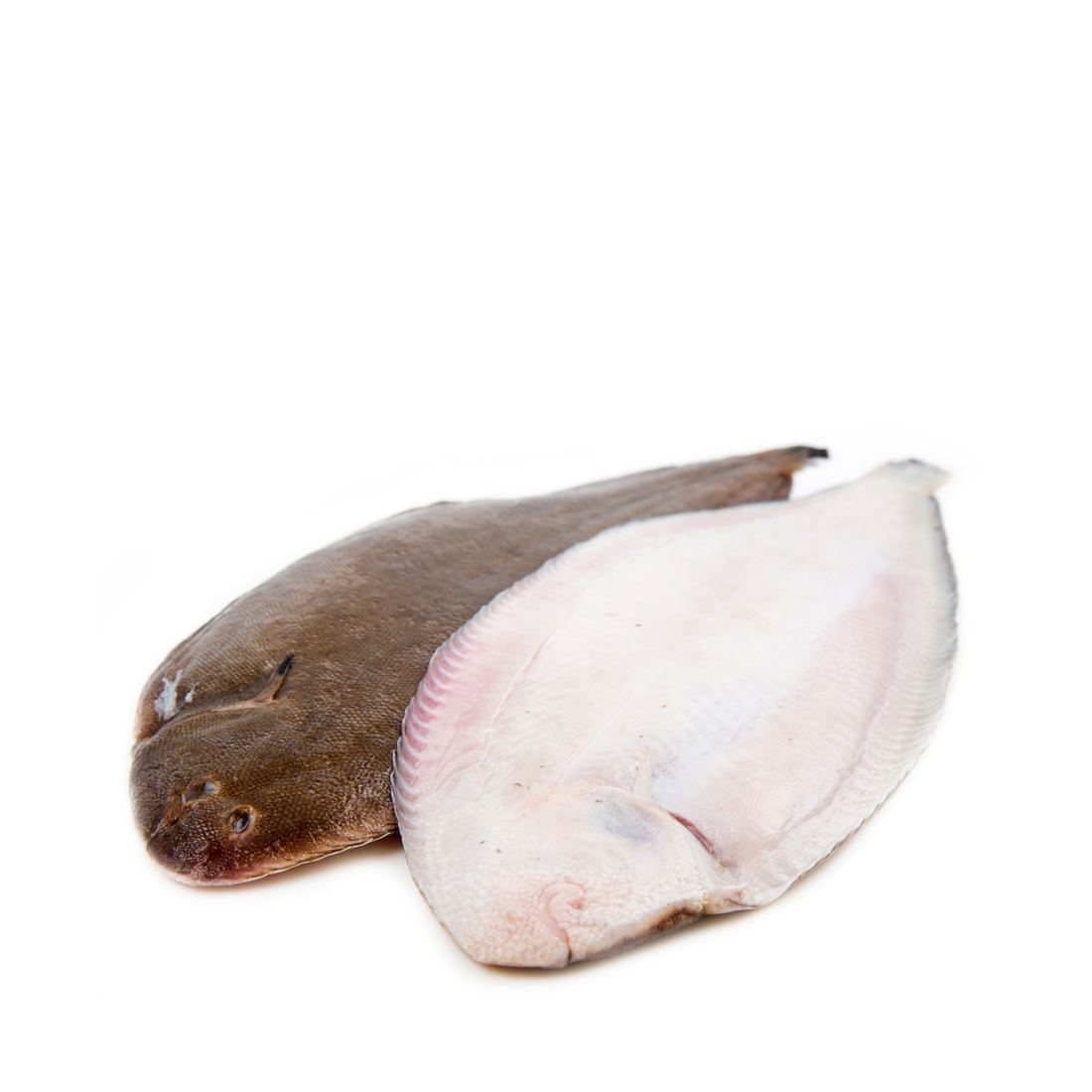 Fresh Dover Sole From France thumbnail 2