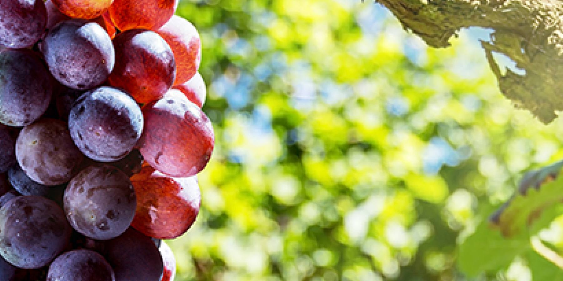 Organic Wines