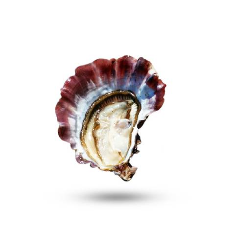 Air-flown Live Tarbouriech Pink Oysters Speciale