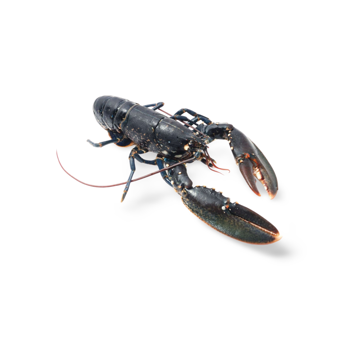 European Blue Lobster 1