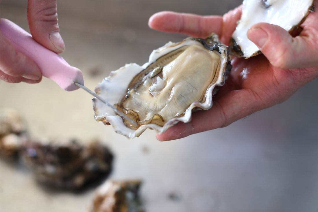 Air-flown Live Tarbouriech Pink Oysters Speciale thumbnail 4