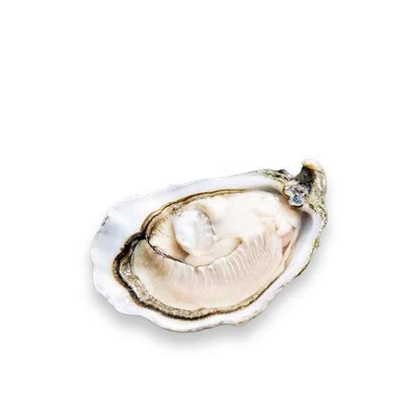 Premium Irish Gallagher Oysters 1