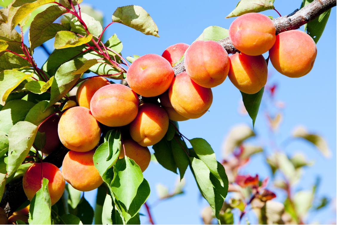 Juicy French apricots come in different varieties