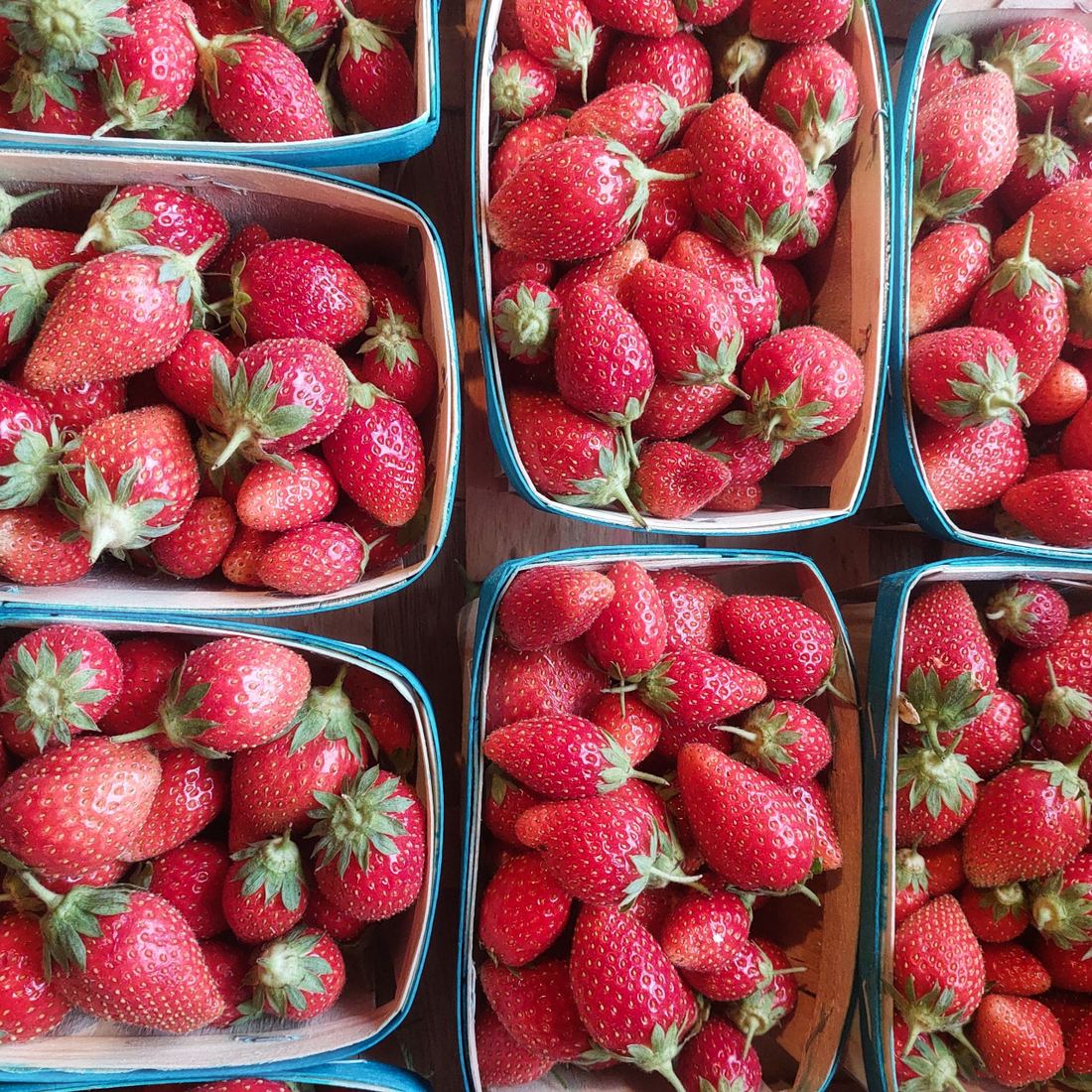 Ciflorette Strawberries from France thumbnail 2