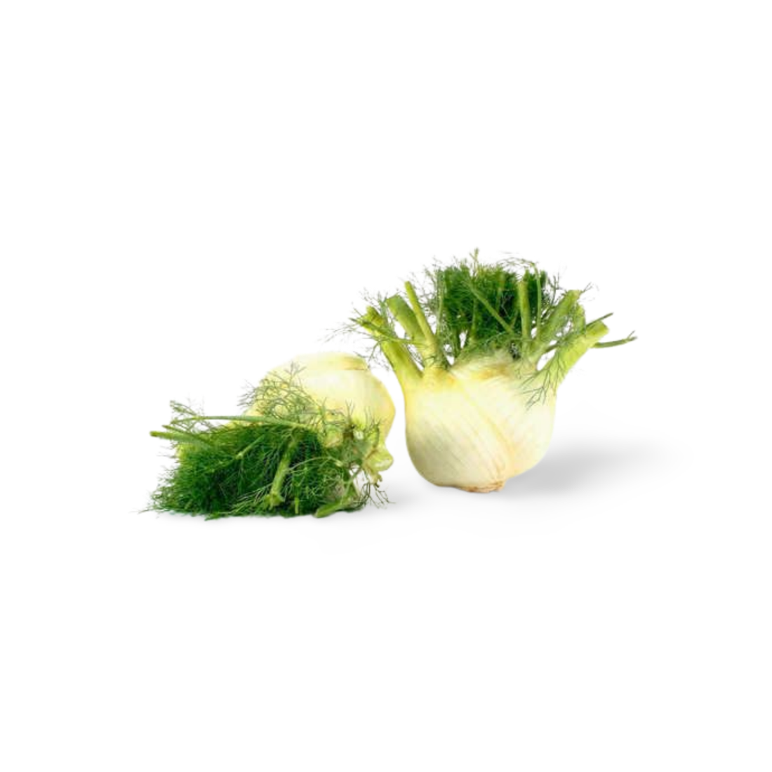 Fennel from France 1
