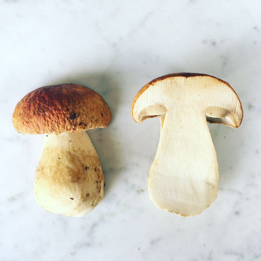 Fresh Porcini Mushroom from France 1