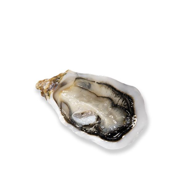 Live French Fine de Claire Geay Oysters 1