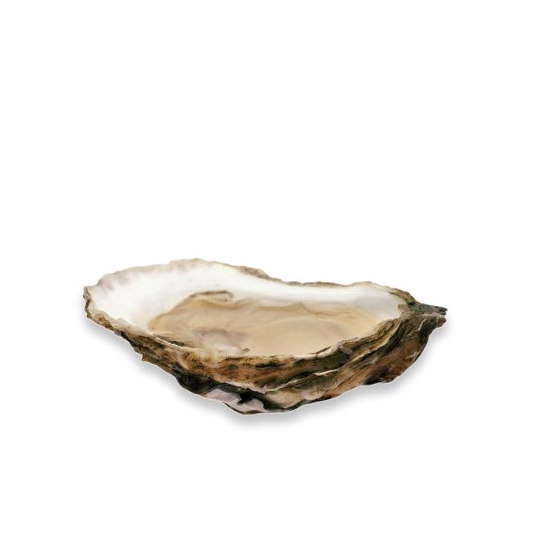 Live Katama Bay Oysters 1