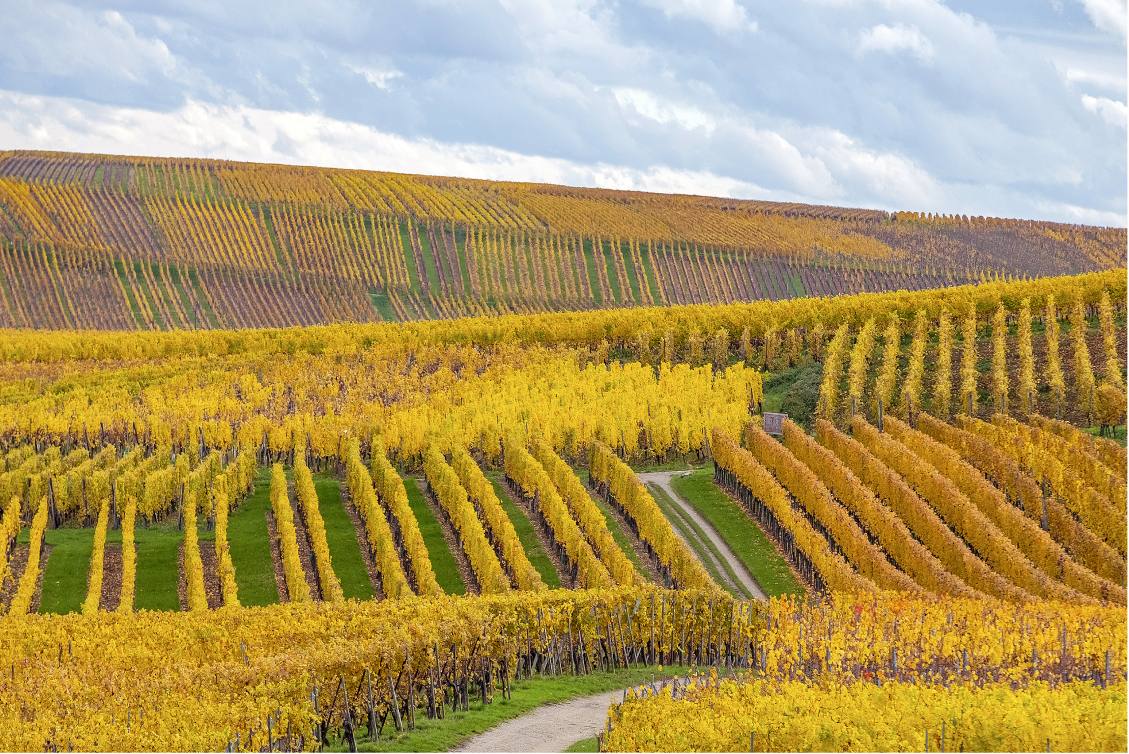 The rolling hills and golden vineyards of Alsace in late fall, France.