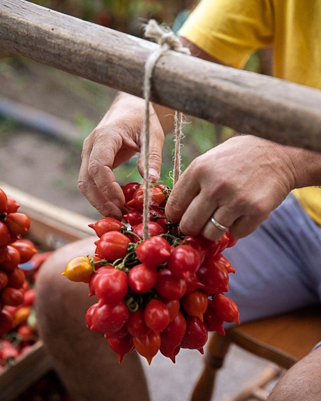 Piennolo del Vesuvio Tomato thumbnail 2
