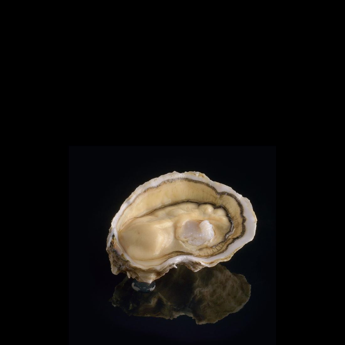 Air-flown Live Royale Oysters by David Herve thumbnail 2