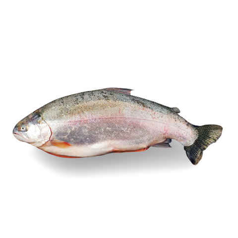 Fresh Ocean Trout from Tasmania (Frozen)