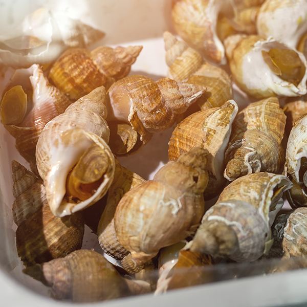 Fresh Whelk (Bulots Vivants) thumbnail 2