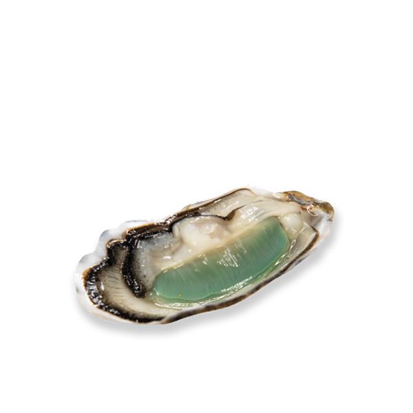 Live French Fine de Claire Vertes Geay Oysters 1