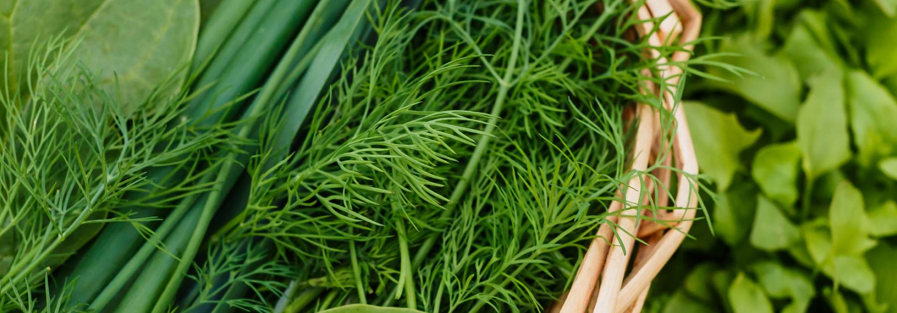 Salads & Herbs