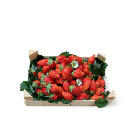 Mariguette Strawberries from France
