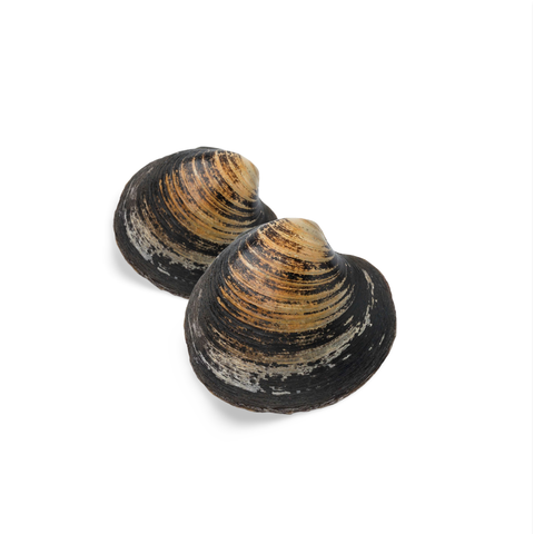 Nama Hokkigai Karatsuki (Japanese Sakhalin Surf Clam Sashimi Grade)