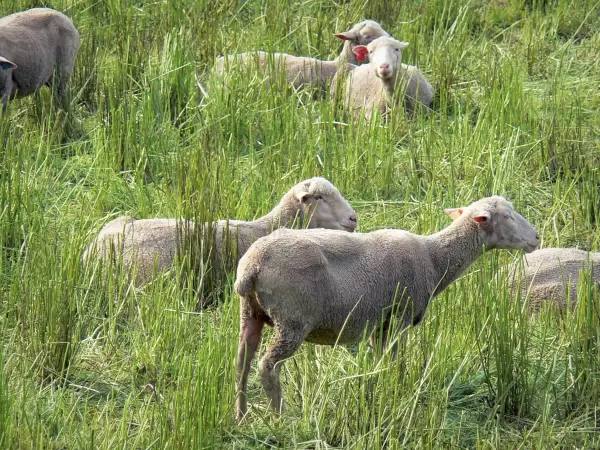 Sisteron Lamb