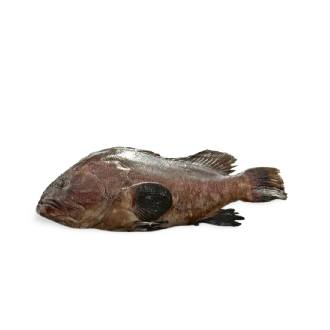 Tennen Hon-Kue (Longtooth Grouper Sashimi Grade) from Wakayama 1