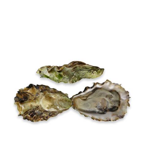 Live Minter Sweet Oysters