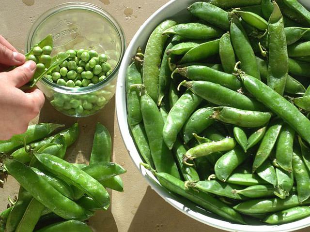 Fresh Young Garden Peas 1