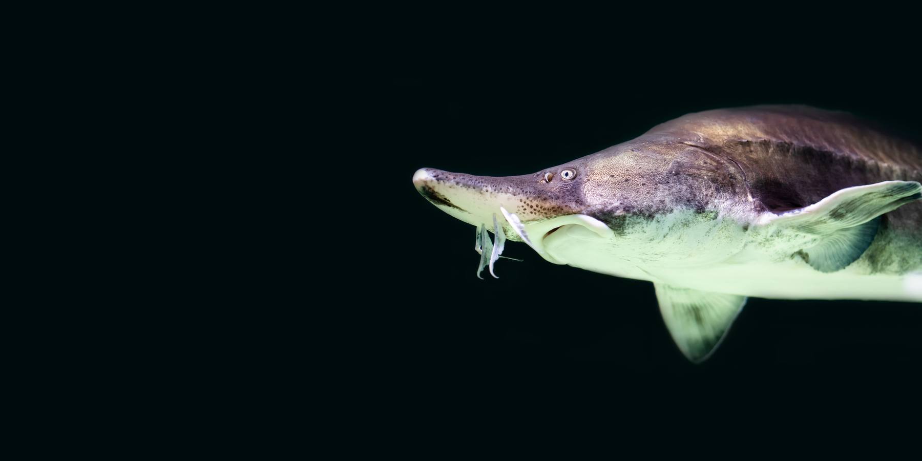 A Beluga European sturgeon.