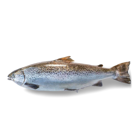 Fresh Tasmanian Salmon (Frozen)