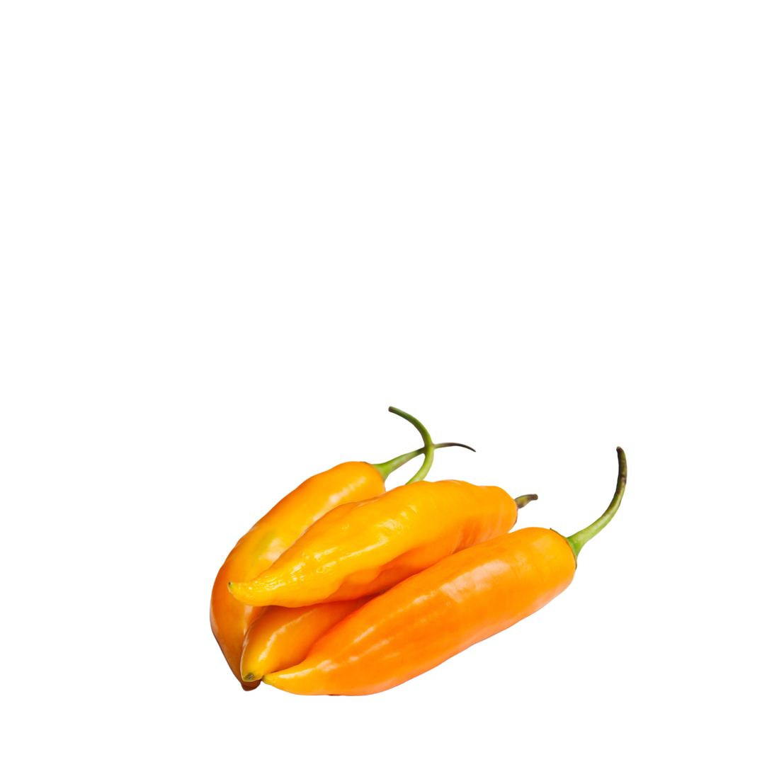 Aji Amarillo (Sweet Yellow Chili Pepper) thumbnail 2