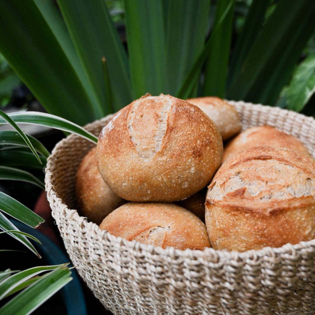 TPK&B Sourdough Dinner Roll (Petits Pains) 1
