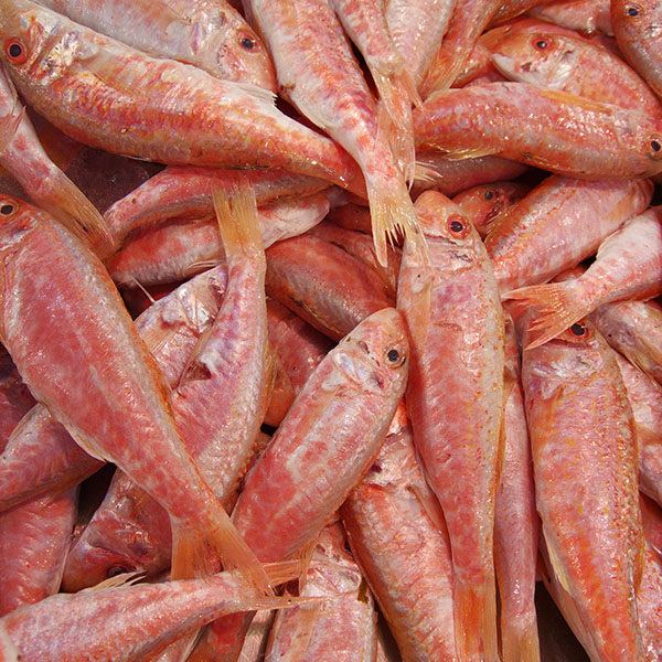 Fresh Red Mullet / Rouget Barbet from France thumbnail 3