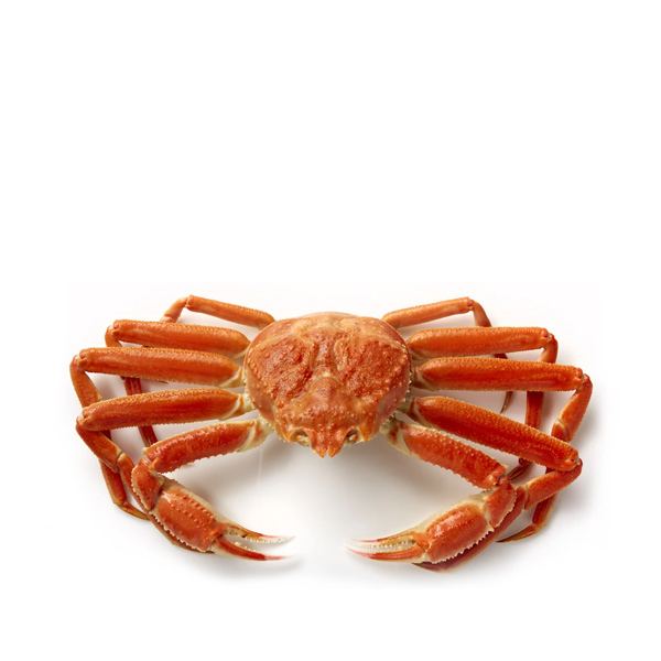 Live Snow Crab 1