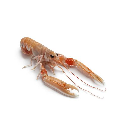 Fresh Scampi (Langoustine)