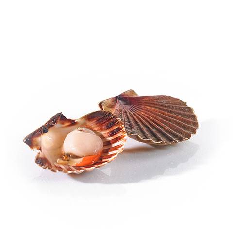 Fresh Scallops St. Jacques from France