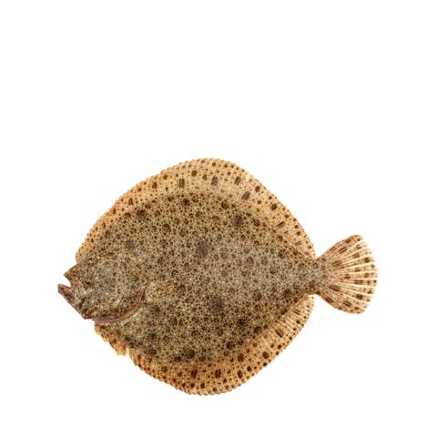 Fresh Line Caught Turbot from Spain