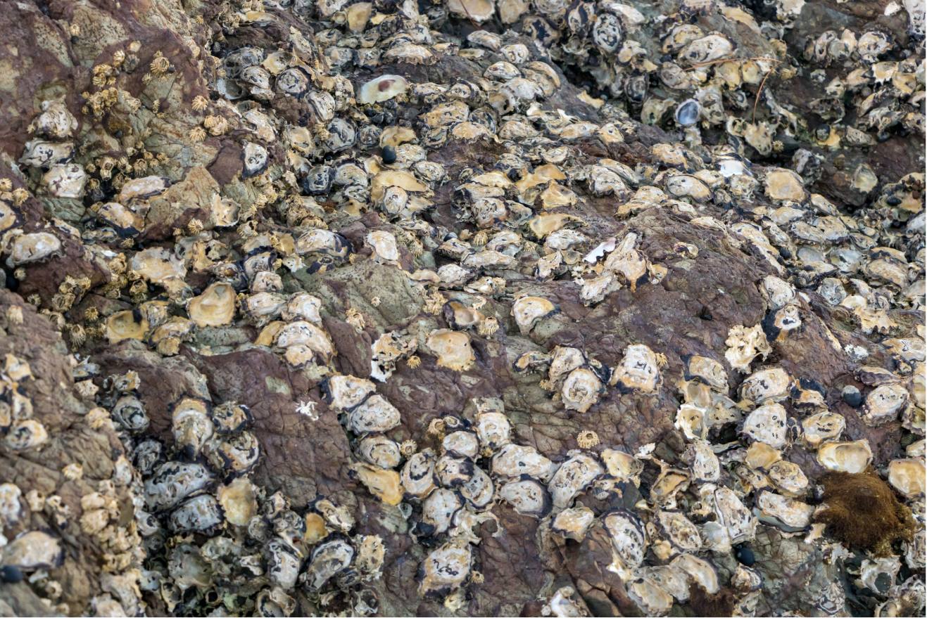 Textures of wild growth. Wild Oysters in New Zealand attached to rocks, during a low tide.
