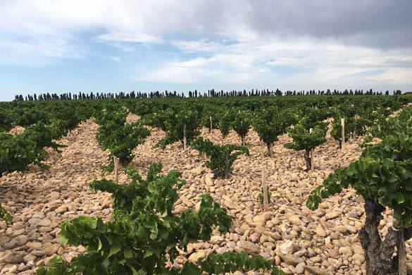 Henri Bonneau & Fils Châteauneuf-du-Pape Cuvée Marie Beurrier thumbnail 5