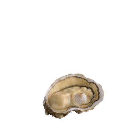Air-flown Live Royale Oysters by David Herve