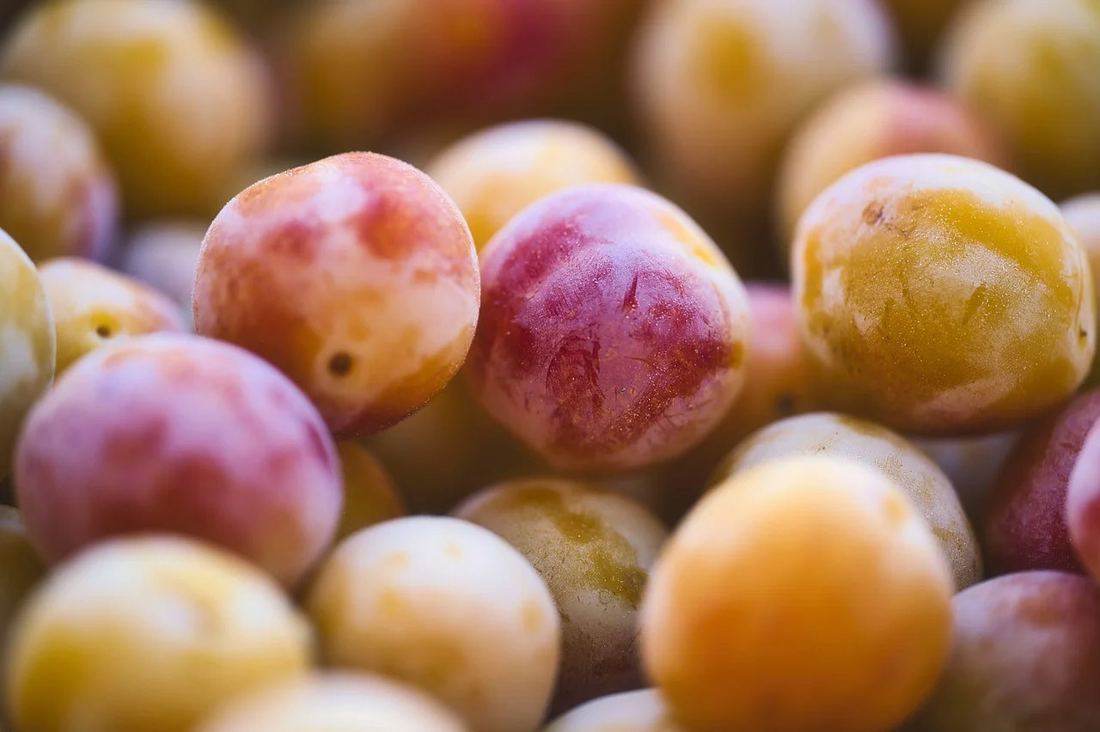 Mirabelle Plums from France 1