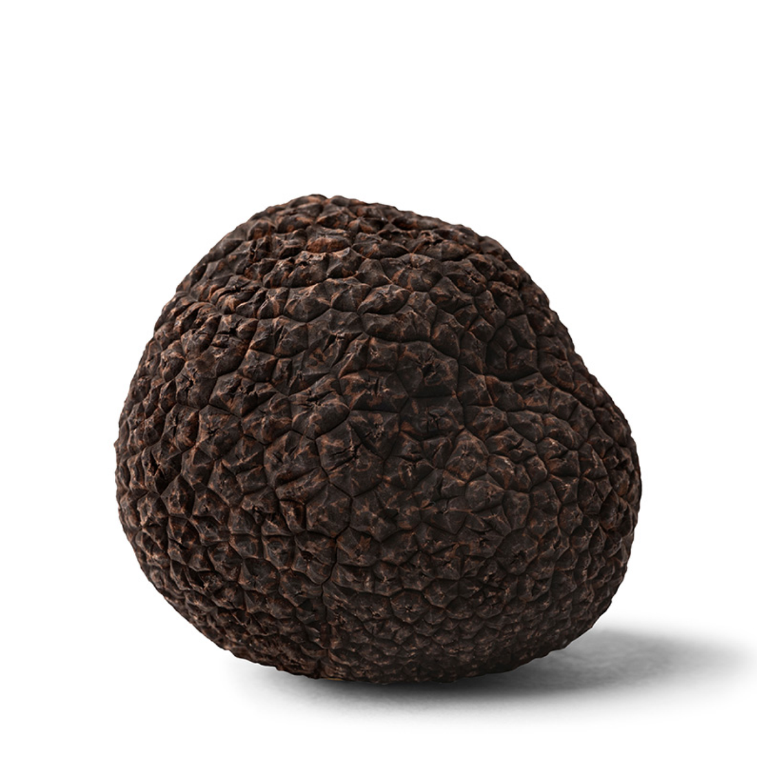 Fresh Black Winter Truffle (Tuber Melanosporum) 1