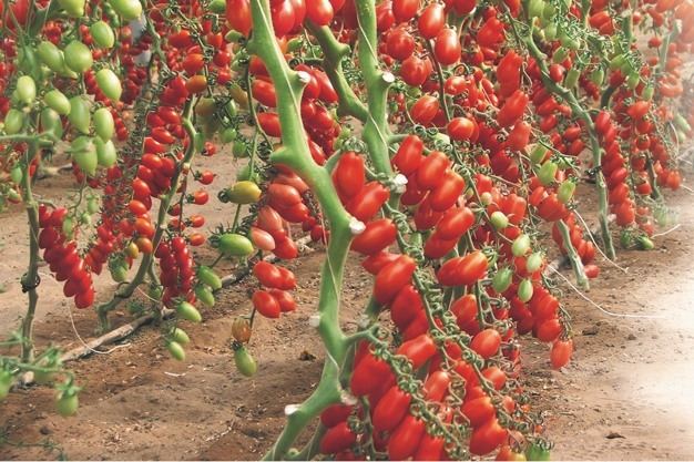 Datterino Cherry Tomatoes thumbnail 4