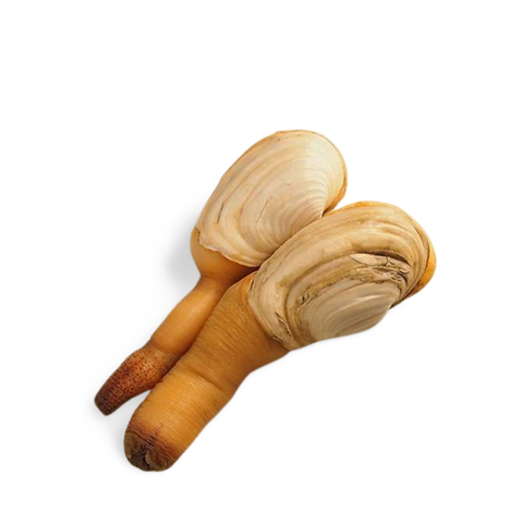 Shiro Mirugai (White Geoduck) from Aichi